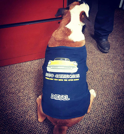 Auto Connection mascot dog - Diesel